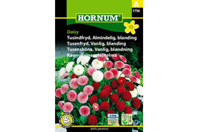 Fargerike tusenfryd i blandede nyanser i tett blomstring