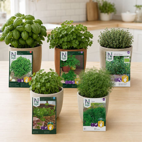 Nelson Garden  basilikum, persille, timian, koriander og Como dill 