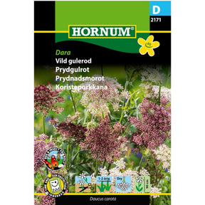 Vill gulrot ‘Dara’ med store blomsterskjermer
