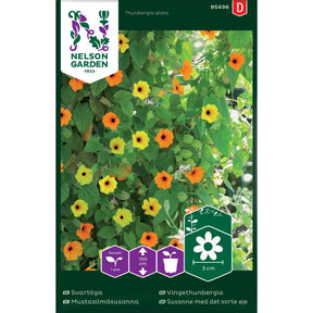 Vingethunbergia med gule blomster som klatrer på espalier på balkong