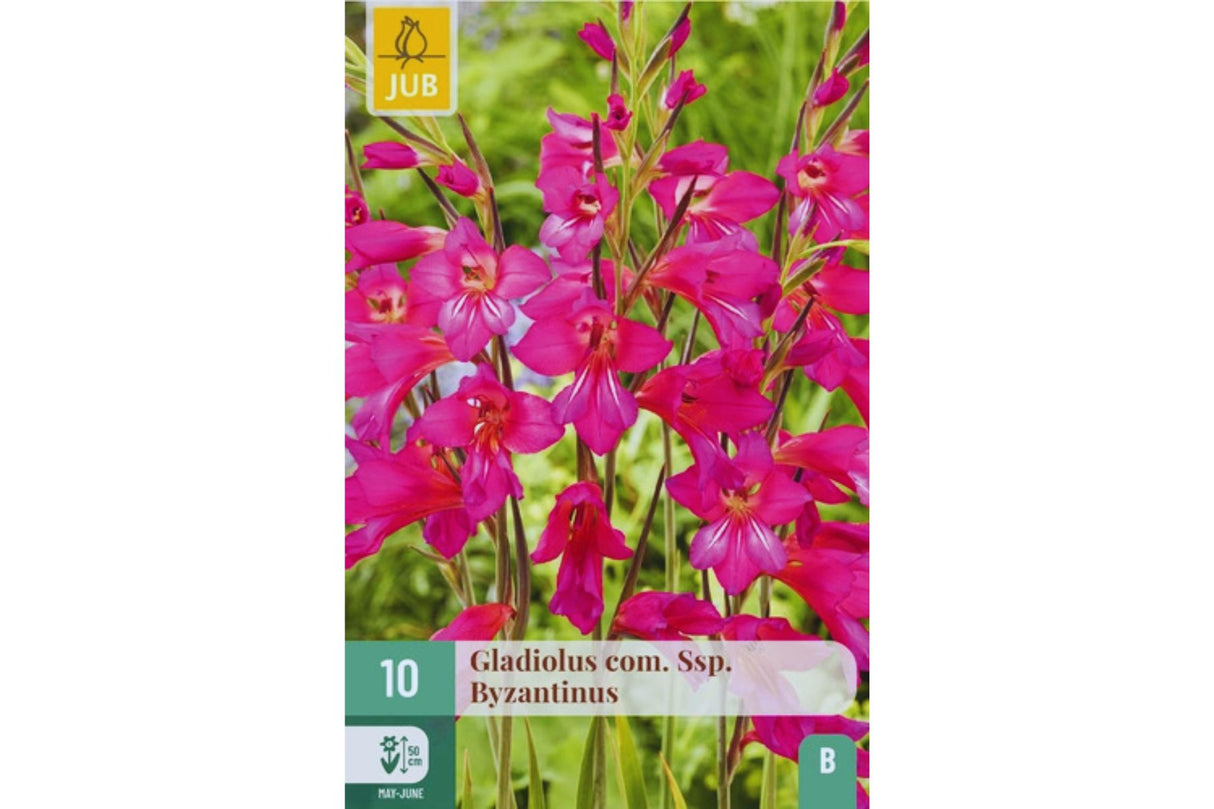 Vintergladiol – Elegante lilla blomster på slanke stilker (10 blomsterløk)