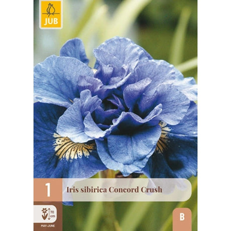 Sibiriris Concord Crush med blåfiolette blomster