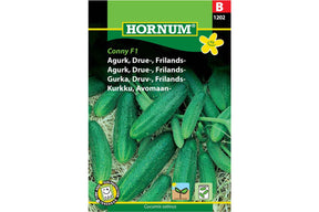 Små, runde drueagurker vokser tett og grønne på planten.