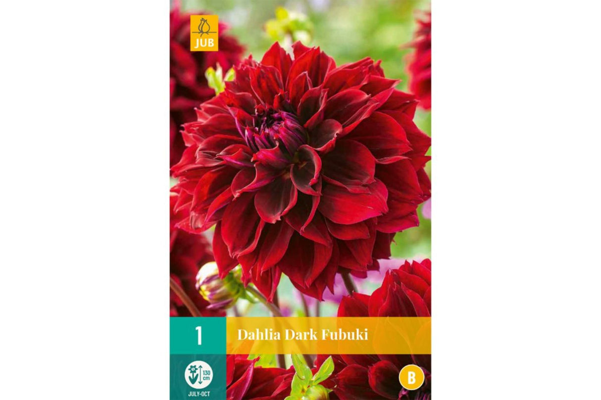 Dahlia ‘Dark Fubuki’ | 1 georgineknoll