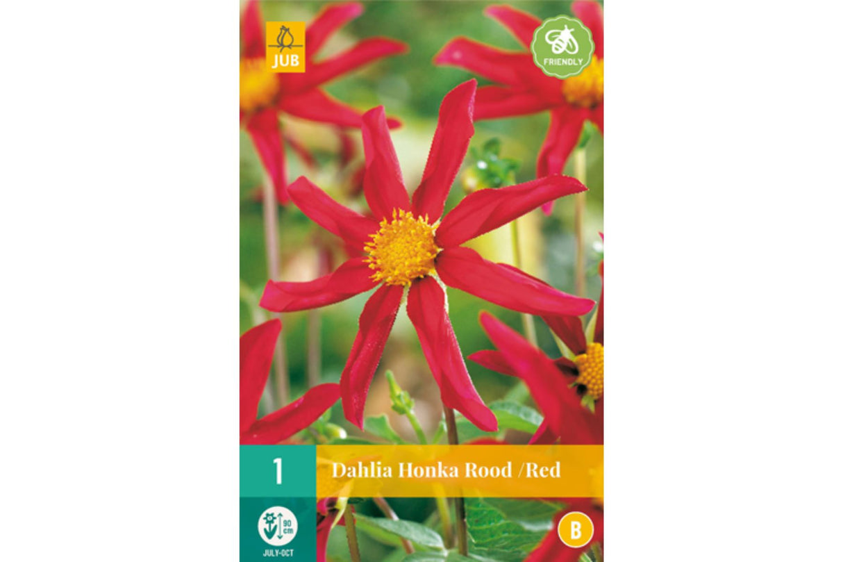 Dahlia ‘Honka Red’ | 1 georgineknoll