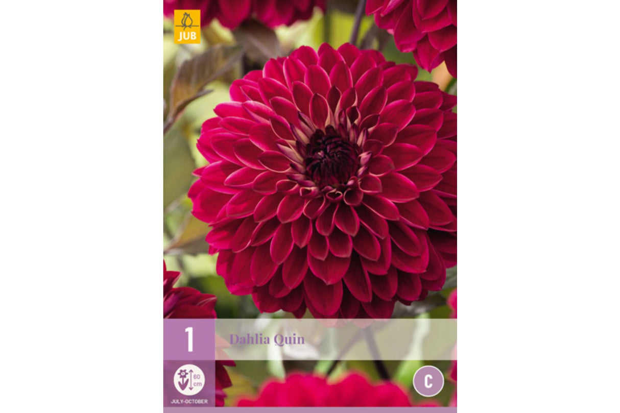 Dahlia ‘Quin’ | 1 georgineknoll