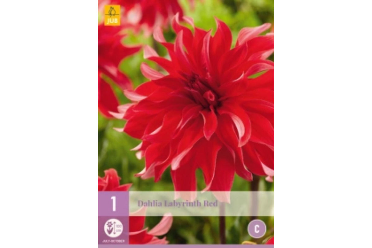 Dahlia ‘Red Labyrinth’ | 1 georgineknoll