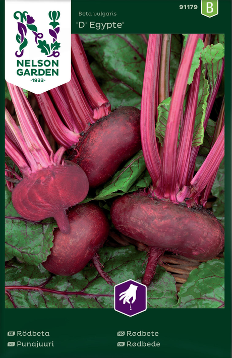Rødbete D Egypte med mørkerøde røtter