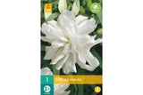 Hvit lilje med myke rosa toner og elegant form