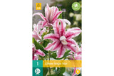 Fylt rosa og hvit lilje med stjerneformede blomster