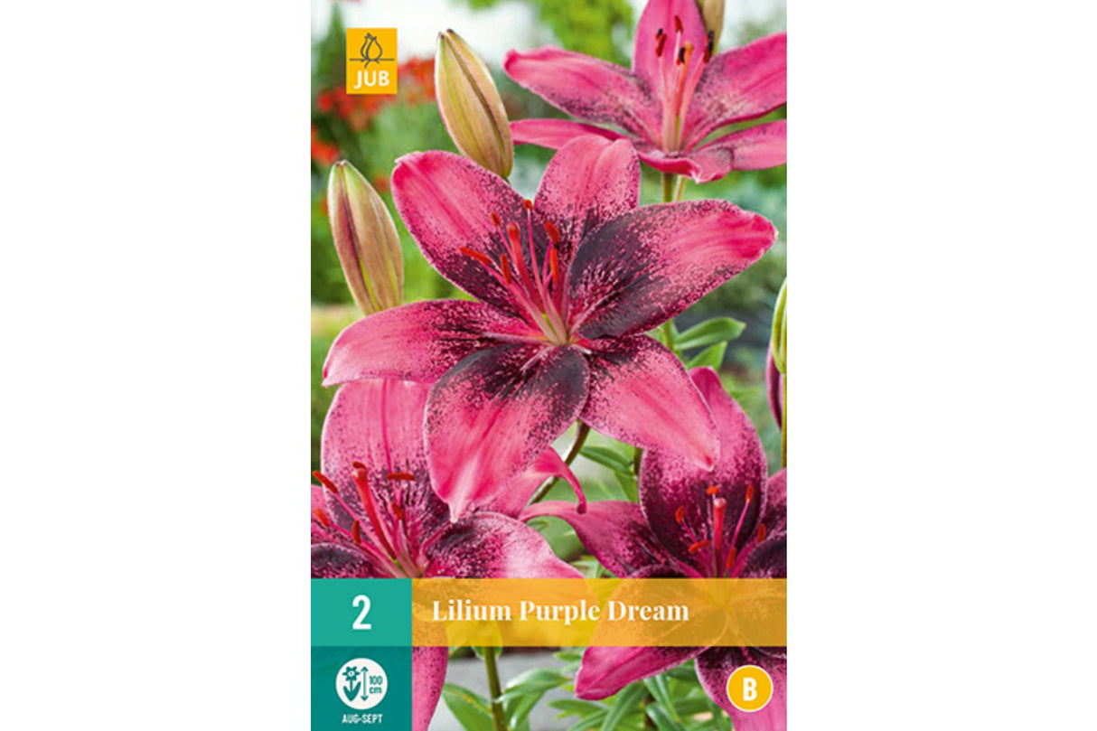 Lilje ‘Purple Dream’ | 2 blomsterløk