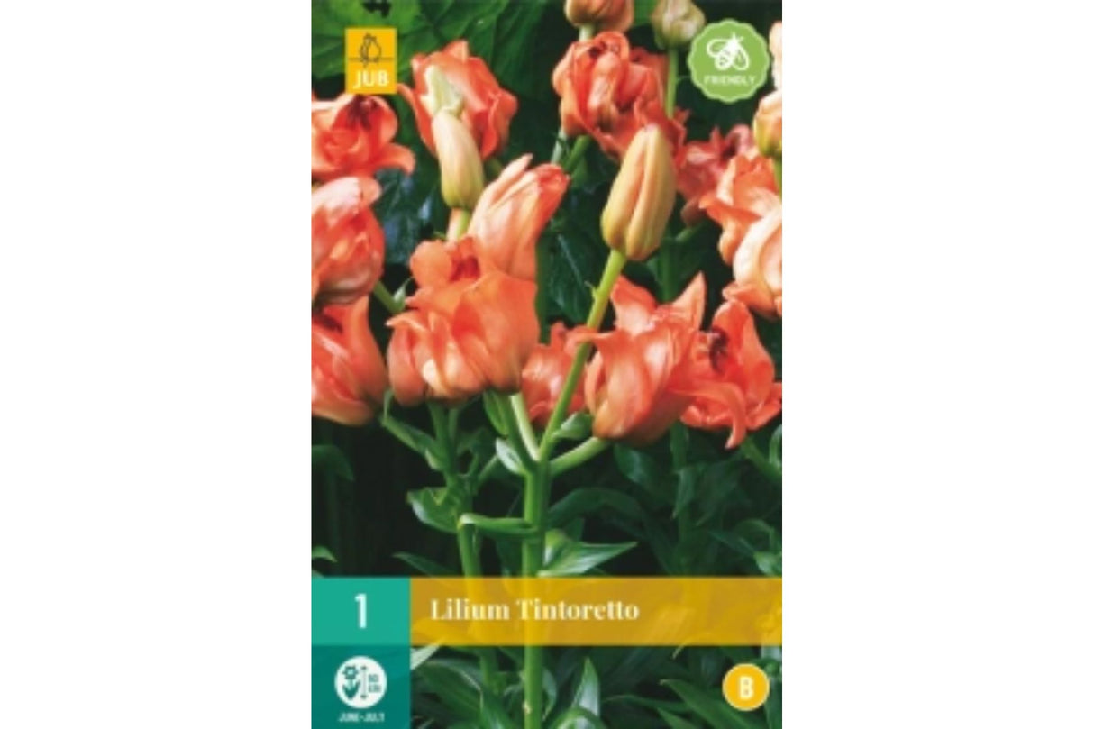 Lilje ‘Tintoretto’ | 1 blomsterløk