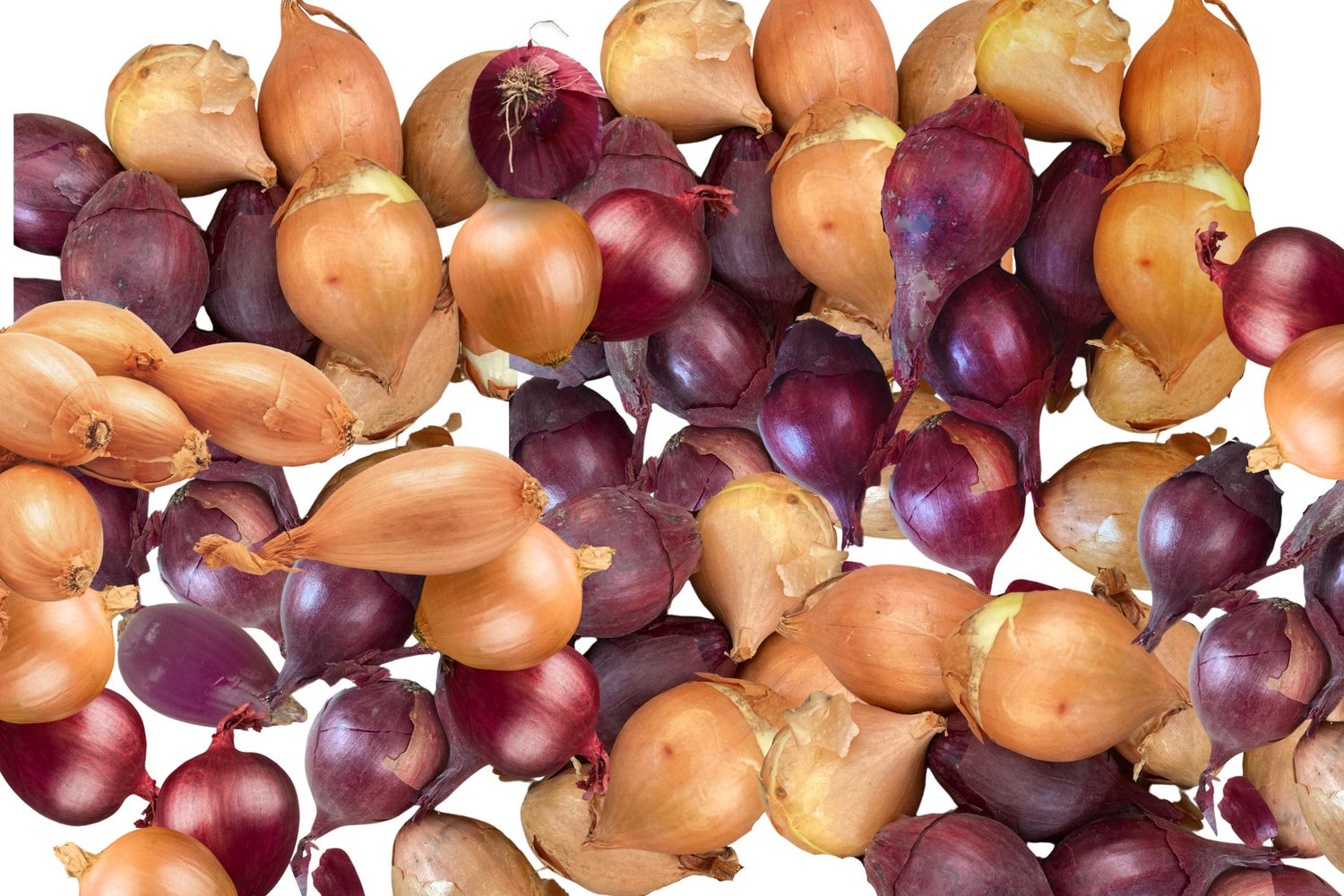 Miks Setteløk 1 kg – Norskprodusert Rød og Gul