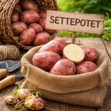 Høstede poteter av sorten ‘Beate’ med rødt skall og lyst kjøtt.
