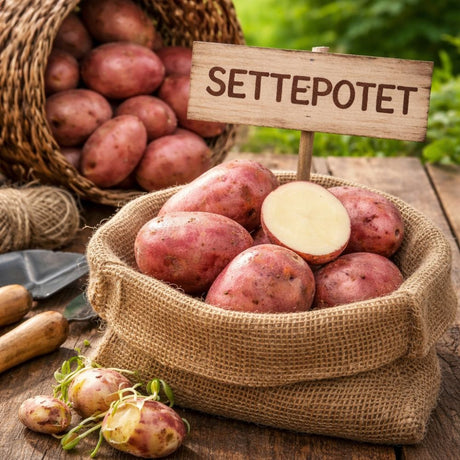 Høstede poteter av sorten ‘Beate’ med rødt skall og lyst kjøtt.