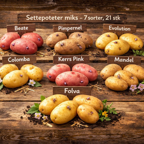 21 settepoteter med ulike sorter for dyrking i kjøkkenhage.