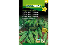 Drueagurkplante med mange små grønne agurker på rankene
