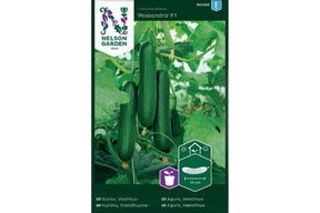 Mini slangeagurk som vokser i veksthus på frodig plante

