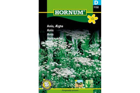 Ettårig anisplante med fine grønne blader og aromatisk preg