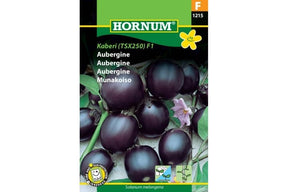 Aubergineplante som gir små, mørke frukter på en kompakt vekst.