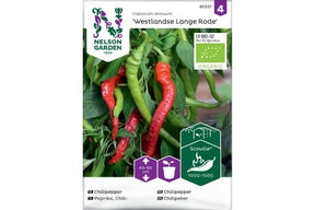 Lang, rød økologisk Westlandse chilipepper på hvit bakgrunn.