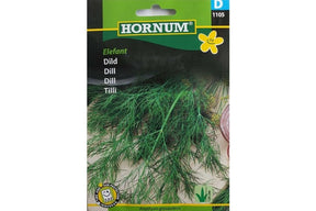 Kraftig dillplante med aromatiske, blad-rike grønne skudd.