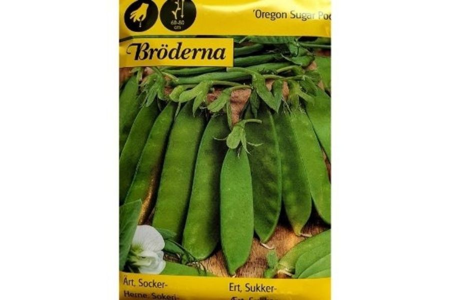 Sukkerert 'Oregon Sugar Pod-343'