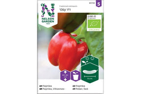 Økologisk paprika Olly F1 med grønne, saftige frukter.