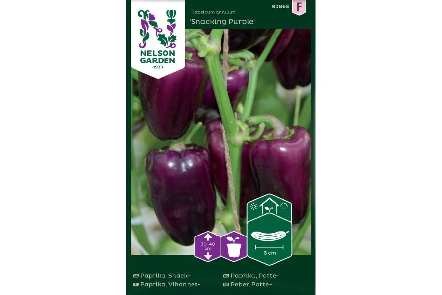 Paprika, Potte-, Snacking Purple