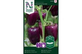 Lilla paprika ‘Snacking Purple’ i potte, klar til høsting.
