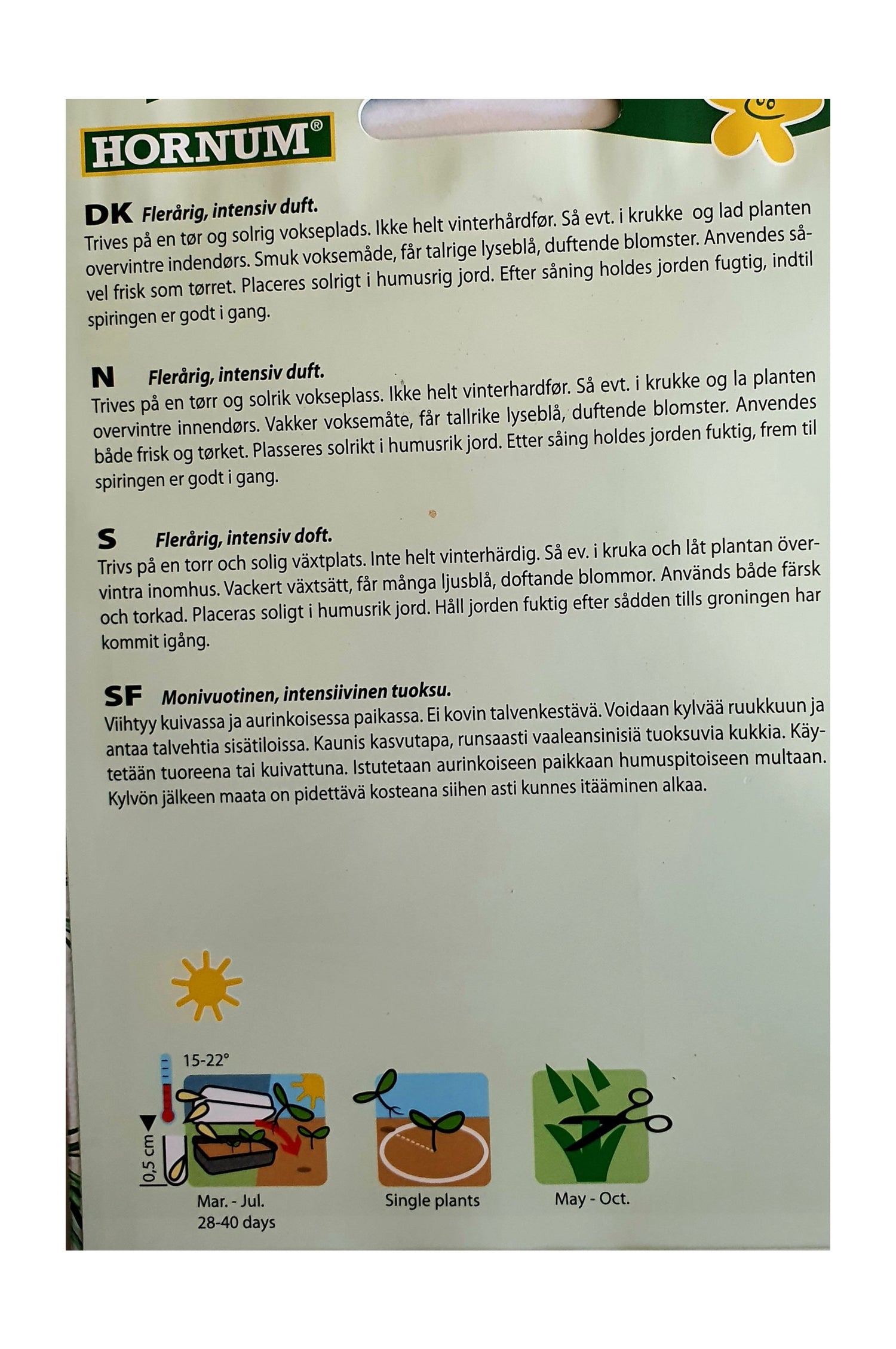 Kraftig rosmarinplante med aromatiske blader egnet for hage og kjøkken