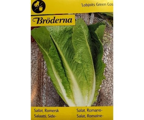 Salat, Romano-, Lobjoits Green Cos-263