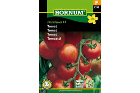 Tomatplante med faste røde tomater, kjent for tidlig modning