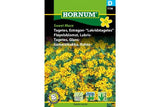 Fløyelsblomst 'Lakris Sweet Mace' (Tagetes) – Aromatisk Sommerblomst og Krydderurt