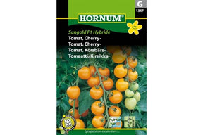 Plante med søte, oransje cherrytomater klare til høsting