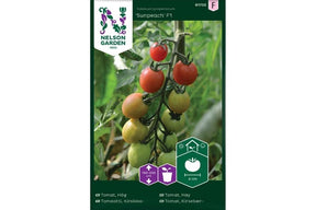 Tomatplante med saftige røde cherrytomater, kjent for søt og frisk smak