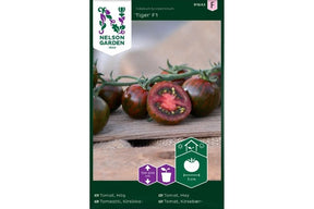 Tomatplante med dekorative stripete tomater, kjent for tidlig og god avling