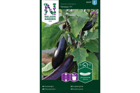 Aubergineplante som utvikler lange, mørke frukter med jevn og høy avling.